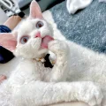 小弥写小说