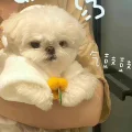 一杯卟卟奶盖（五万粉目标）