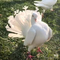 大柱不是大壮