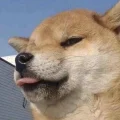 四儿