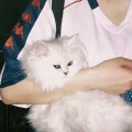 一只小马夹