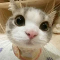 无敌鼠鼠