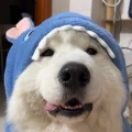 蒜蓉酱