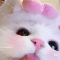 糕冷美女