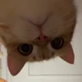 十三和太饱