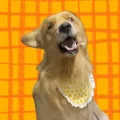小虎小虎