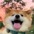柠檬不加冰