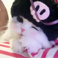 滋噜猪