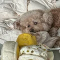 胖宝薯仔🥔