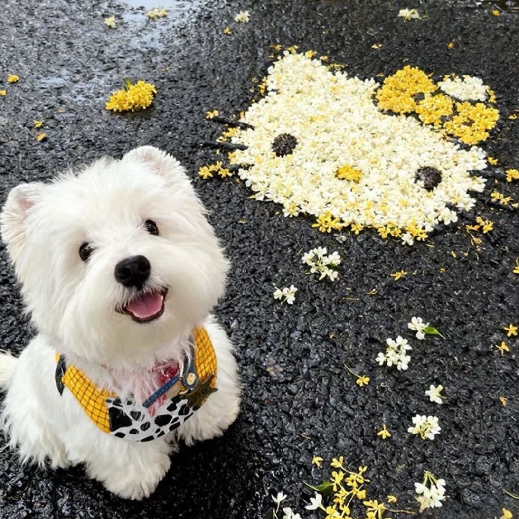 橘子果粒多