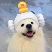 小老虎ovo
