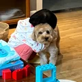 一条美人余