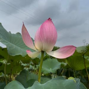 菜菜子