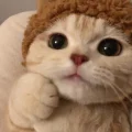 奶蛋