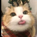 阿悠不錯哦