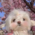甜貝貝