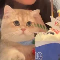 小猪西宝黏糊糊