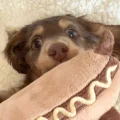 威士忌hotdog