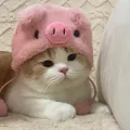 小猪咪蹦子