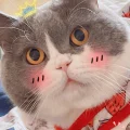 豆包の磨爪日记