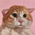 橘猫momo