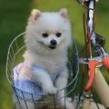 可乐不是阔落