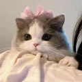 是甜口的鸭蛋