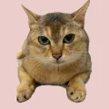 土拨猫陈眉庄