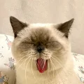 麻将的麻麻