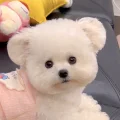 小熊尤妮Uny