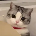 沙拉酱拌番茄