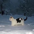 雪夜小猫侠