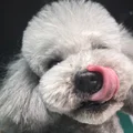 一口一个哈密瓜🍈