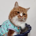 等呀等晴天
