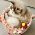 一枚小甜筒
