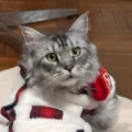 老蒋巨靠谱